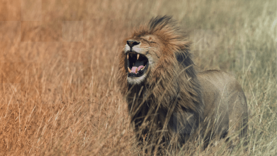 Roaring Back – Collaboration, Creativity, and Flow